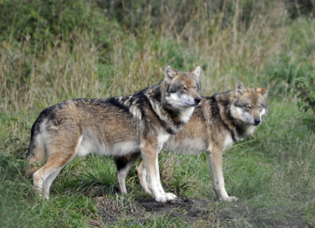 WILKI W OKOLICY – PRAKTYCZNE INFORMACJE. Gmina Lipnica Murowana