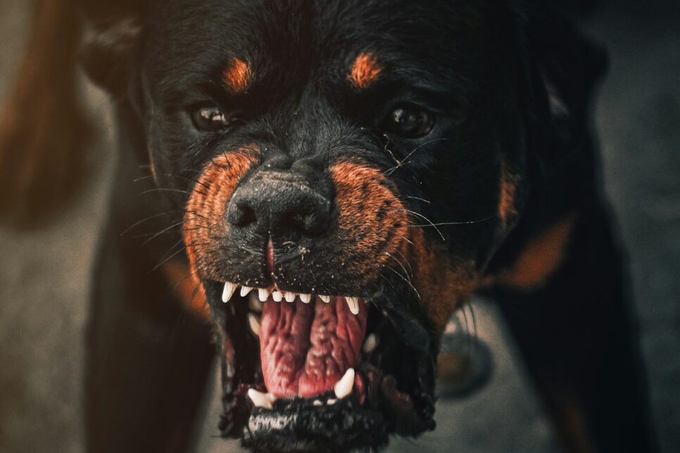 a dog with its mouth open