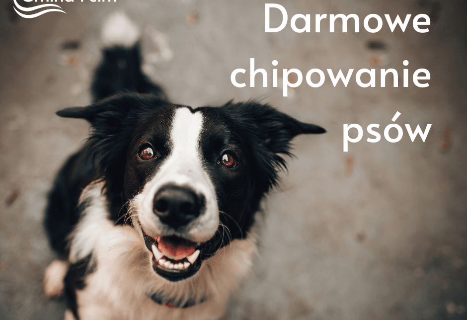 Darmowe chipy dla psów. Gmina Pcim