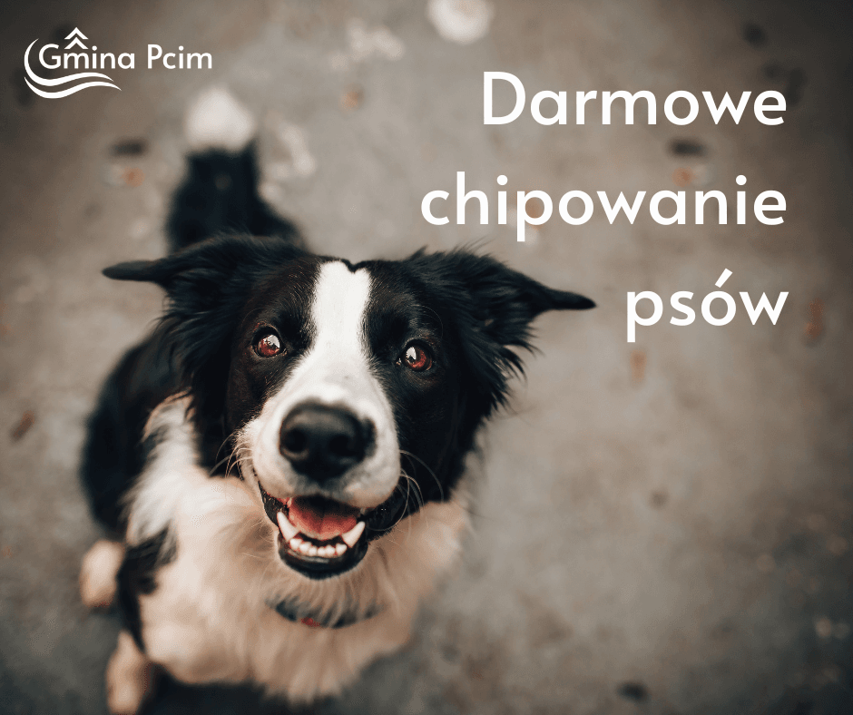 Darmowe chipy dla psów. Gmina Pcim
