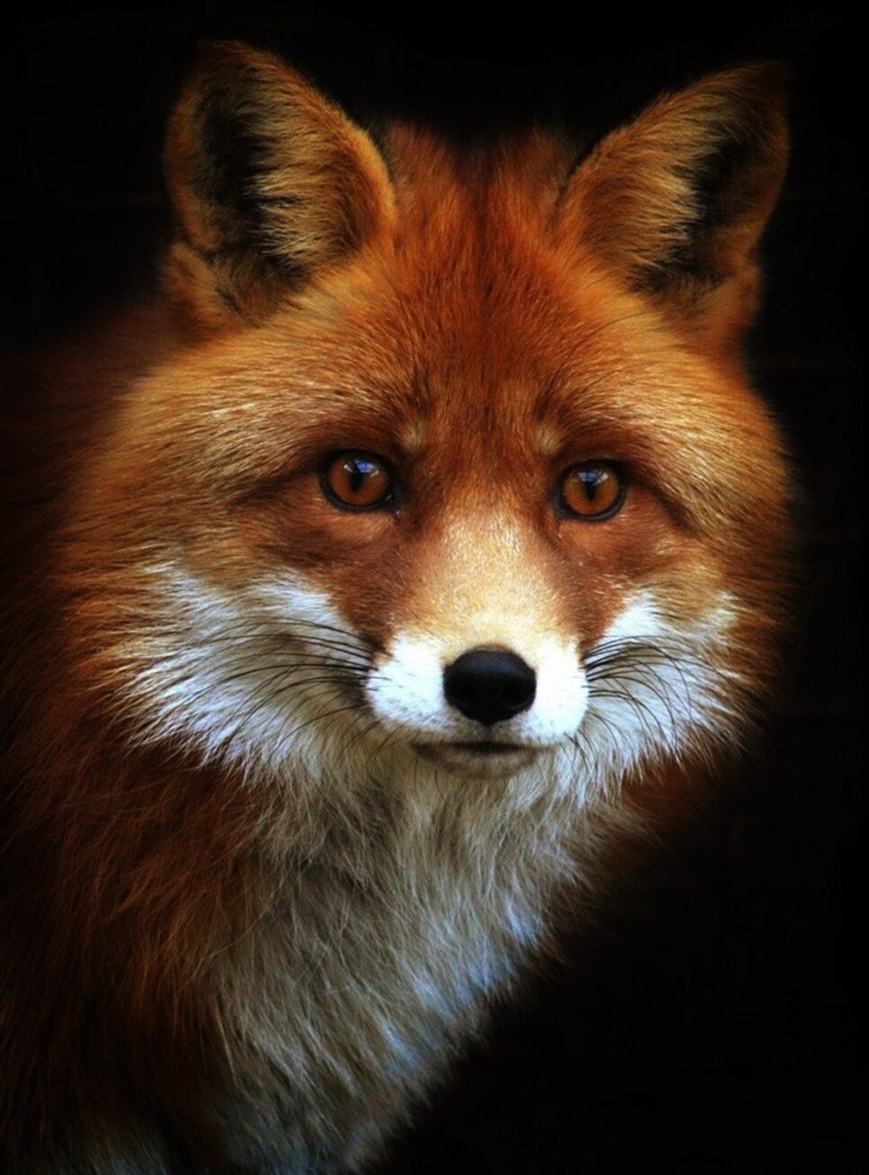 KOMUNIKAT MAŁOPOLSKIEGO WOJEWÓDZKIEGO LEKARZA WETERYNARII – SZCZEPIENIE LISÓW. Gmina Moszczenica