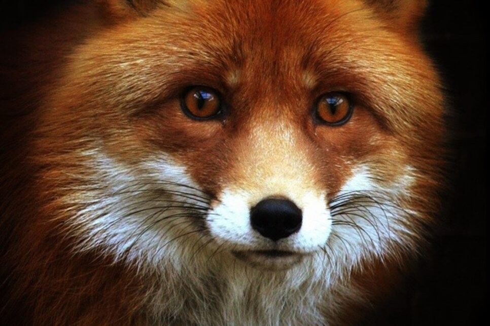 KOMUNIKAT MAŁOPOLSKIEGO WOJEWÓDZKIEGO LEKARZA WETERYNARII – SZCZEPIENIE LISÓW. Gmina Moszczenica