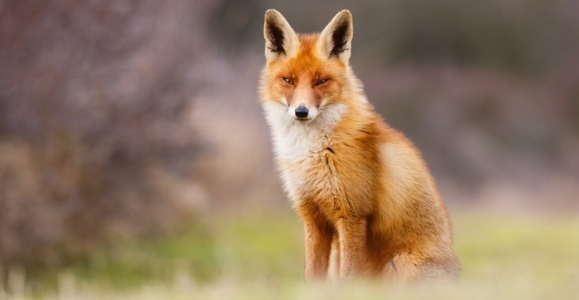Szczepienia lisów przeciwko wściekliźnie. Powiat Brzeski