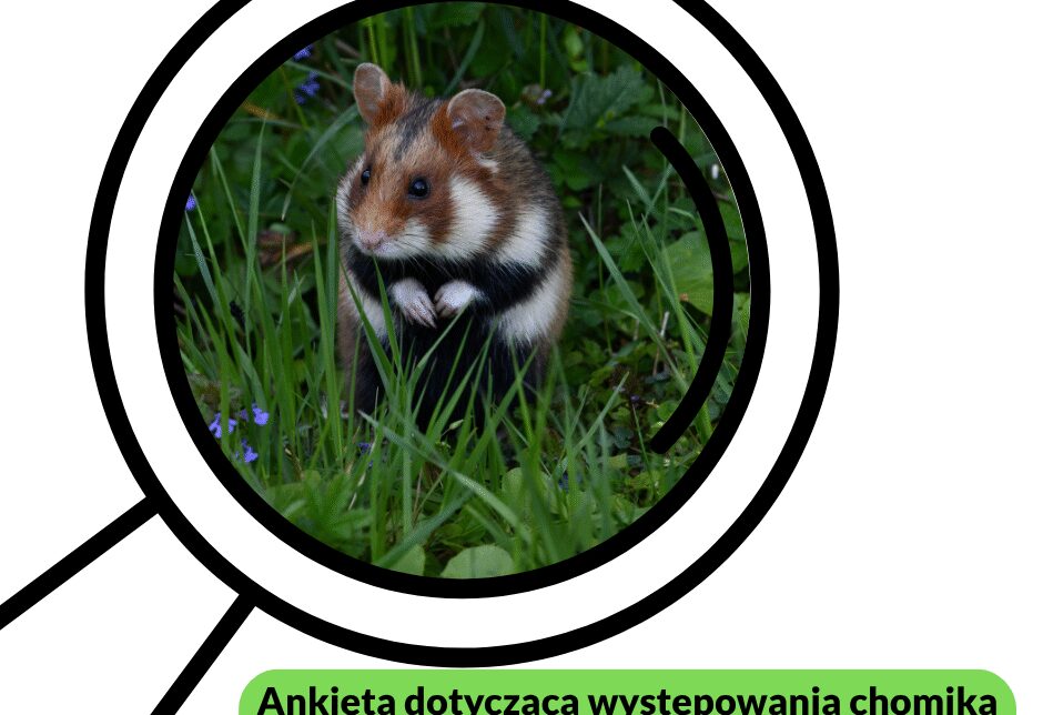 Ankieta dotycząca występowania chomika europejskiego na terenie Gminy Mogilany. Gmina Mogilany