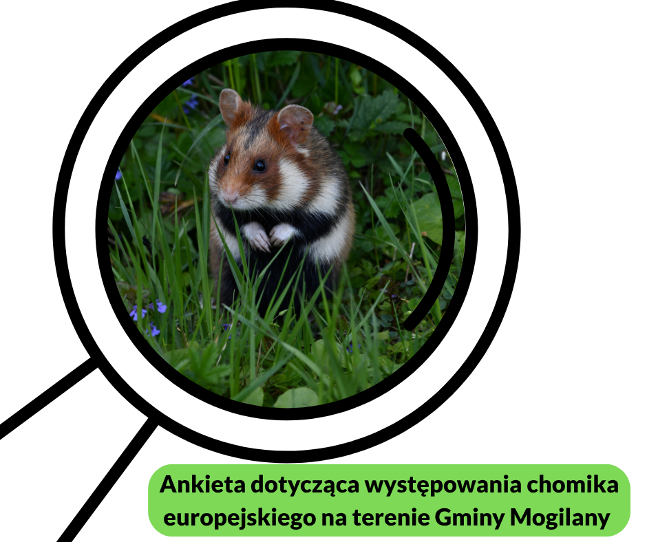 Ankieta dotycząca występowania chomika europejskiego na terenie Gminy Mogilany. Gmina Mogilany