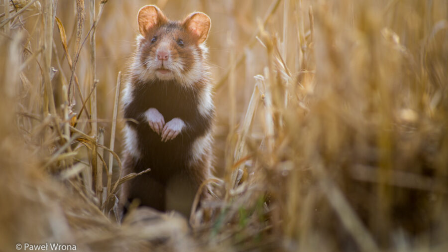Zachęcamy do wypełnienia ankiety. Gmina Trzebinia