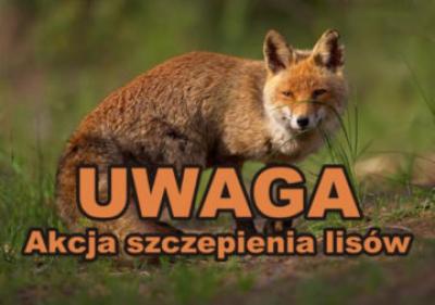 Jesienna akcja szczepienia lisów. Spytkowice