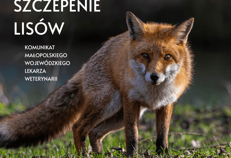 SZCZEPIENIA LISÓW PRZECIWKO WŚCIEKLIŹNIE. Gmina Pcim