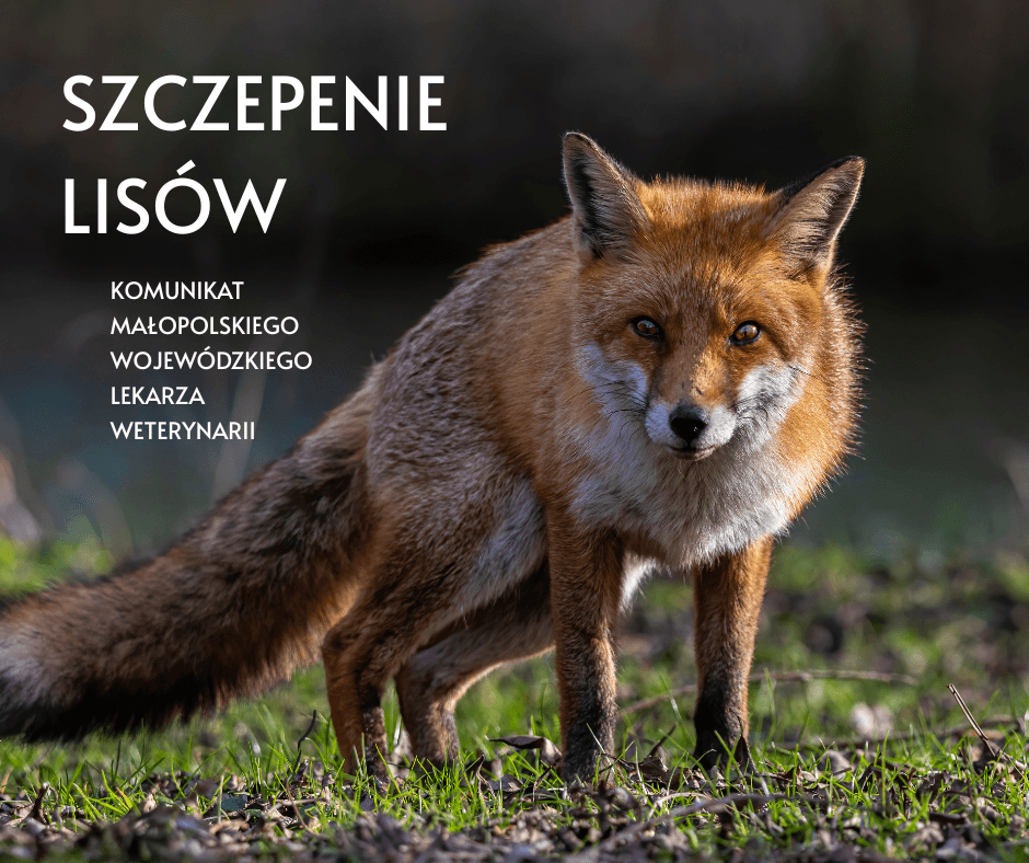 SZCZEPIENIA LISÓW PRZECIWKO WŚCIEKLIŹNIE. Gmina Pcim