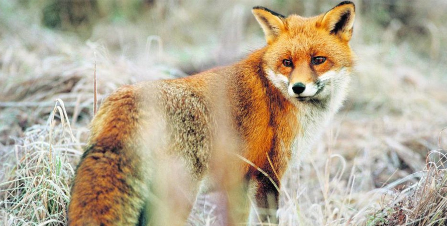 Szczepienie ochronne lisów przeciwko wściekliźnie. Tomice