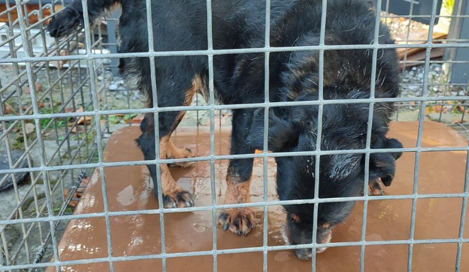 Znaleziono psa w miejsowości Raba Wyżna. Raba Wyżna