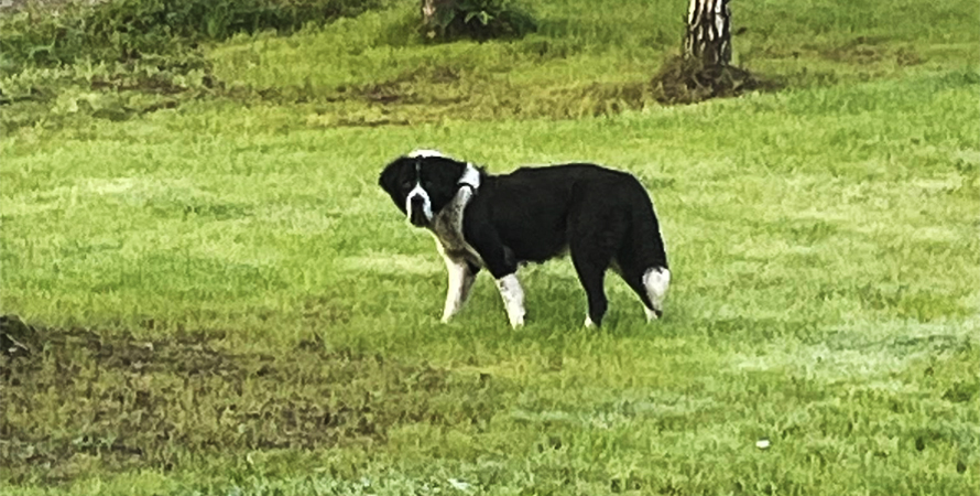 Ogłoszenie – znaleziono psa. Tomice