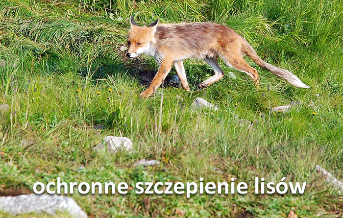 Gmina Mucharz – Ogłoszenie – szczepienie lisów. Mucharz