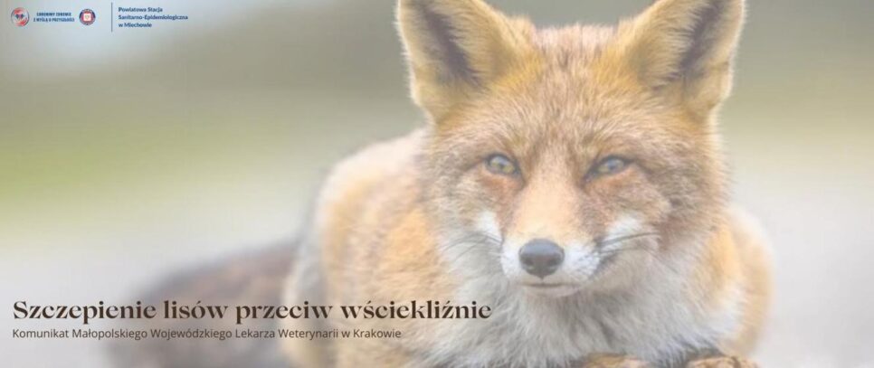 Ochronne szczepienie lisów wolno żyjących przeciw wściekliźnie. Gorlice