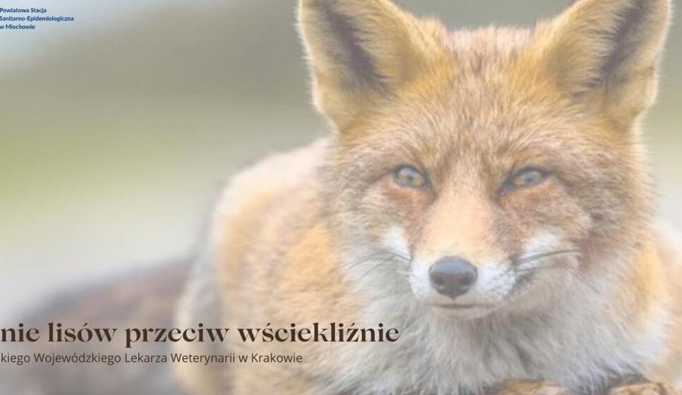 Ochronne szczepienie lisów wolno żyjących przeciw wściekliźnie. Gorlice