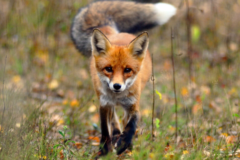 Jesienna akcja szczepienia lisów przeciwko wściekliźnie w Małopolsce. Bochnia