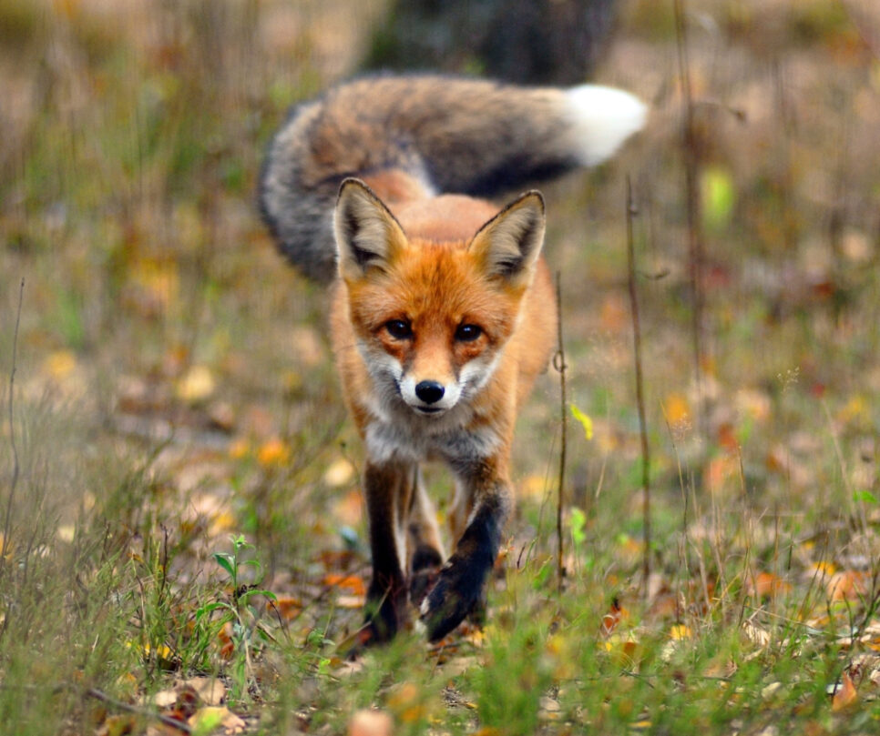 Jesienna akcja szczepienia lisów przeciwko wściekliźnie w Małopolsce. Bochnia