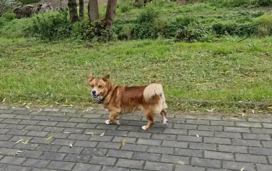 APEL DO MIESZKAŃCÓW. Gmina Nowy Wiśnicz