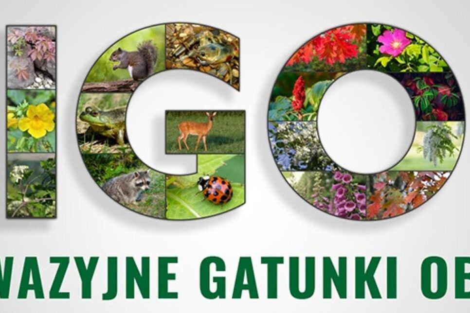 Inwazyjne Gatunki Obce – rozpoznaj je!. Gmina Pcim