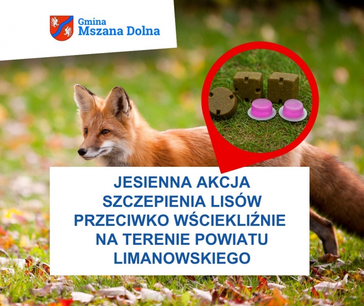 Jesienna akcja szczepienia lisów przeciwko wściekliźnie na terenie powiatu limanowskiego. Gmina Mszana Dolna