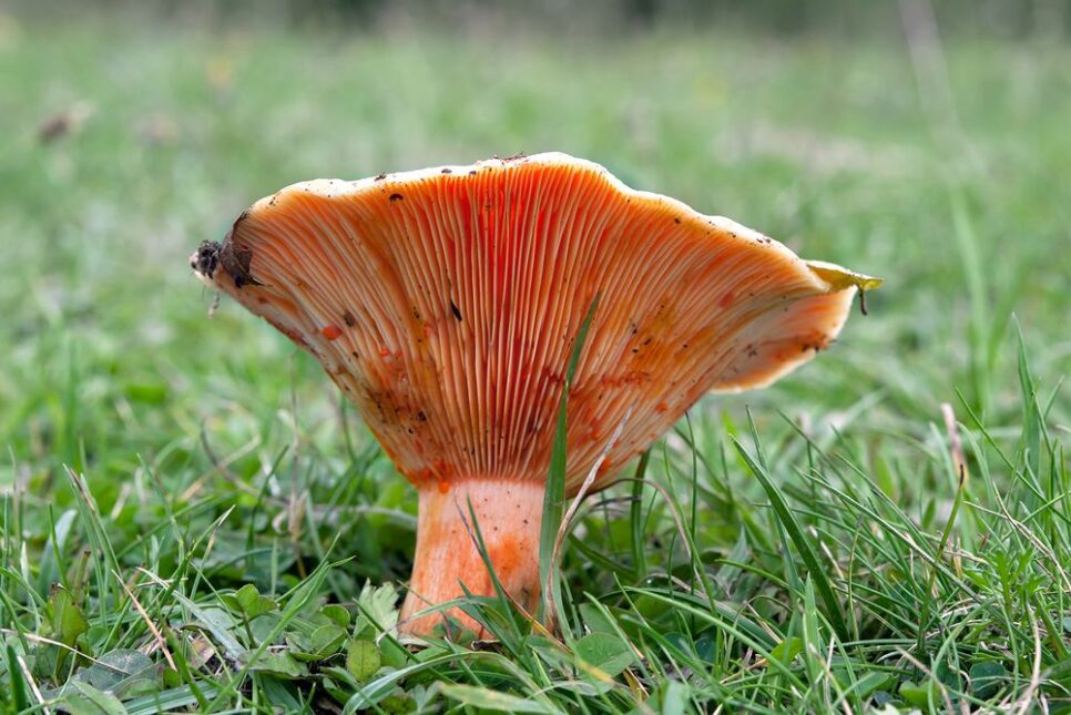 Pomysł na weekend – na rydze w gminie Myślenice!. Gmina Myślenice