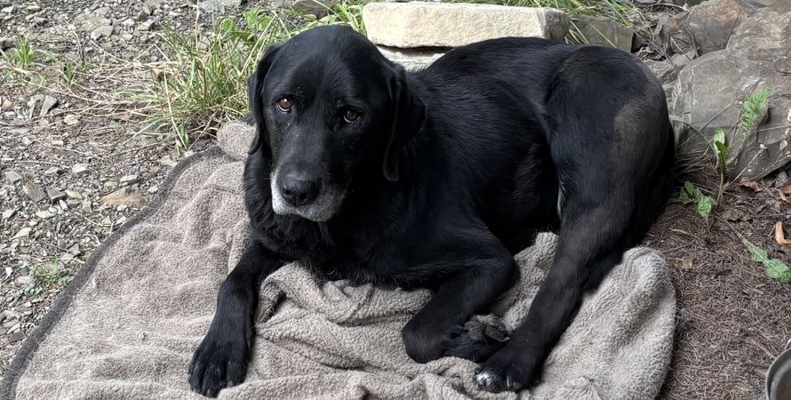 Ogłoszenie – znaleziono psa. Tomice