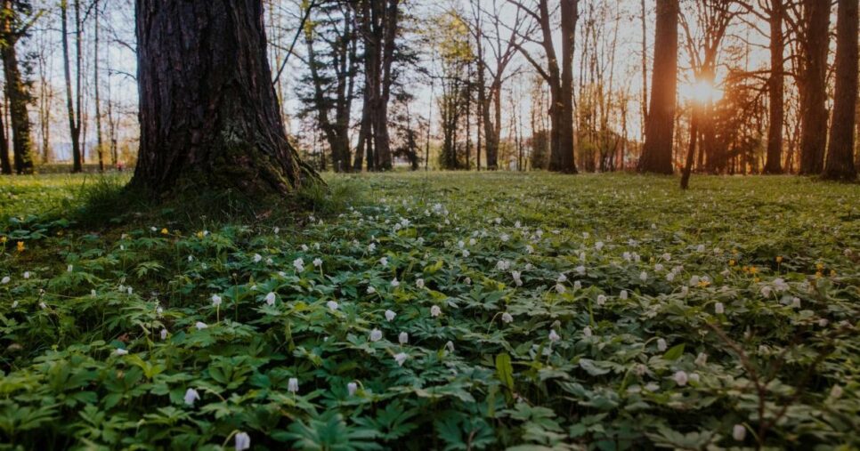 Zawiadomienie Burmistrz Miasta Gorlice. Gorlice