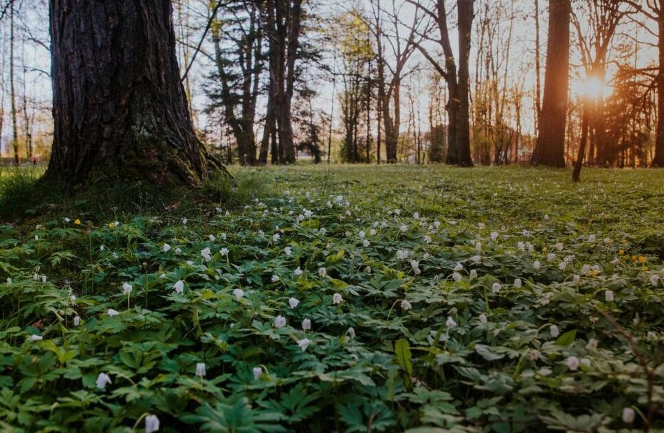 Zawiadomienie Burmistrz Miasta Gorlice. Gorlice