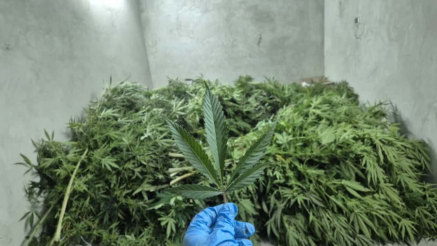 Kryminalni zlikwidowali nielegalną uprawę konopi indyjskich. Proszowice