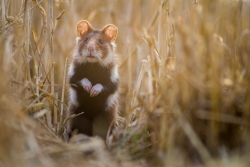 Badanie ankietowe dotyczące ginącego mieszkańca naszych pól – chomika europejskiego. Gmina Czchów