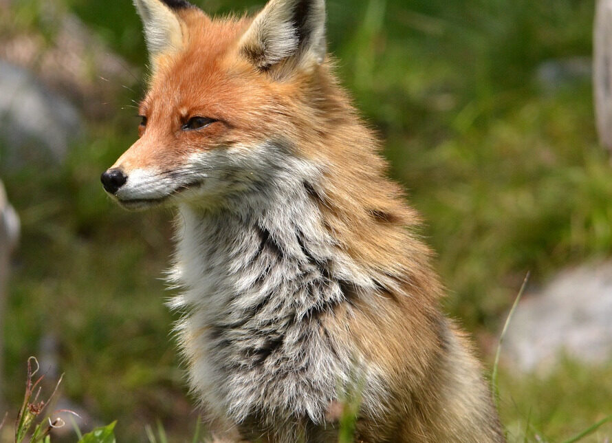 Szczepienie przeciwko wściekliźnie. Gmina Trzebinia
