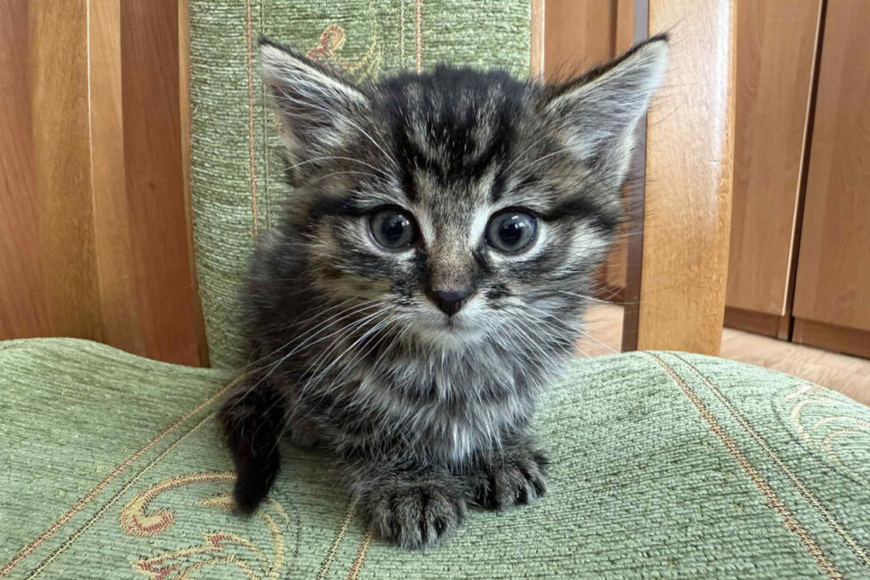 Przygarnij kota. Gmina Gnojnik