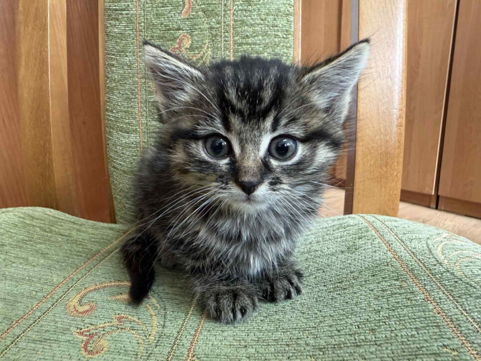 Przygarnij kota. Gmina Gnojnik