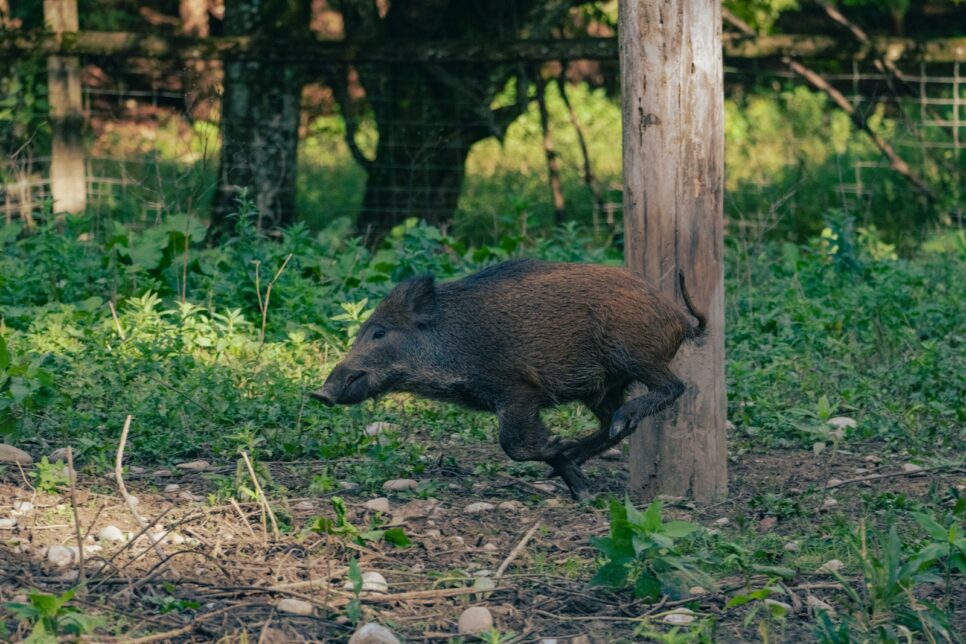 A wild boar running around a tree in the woods