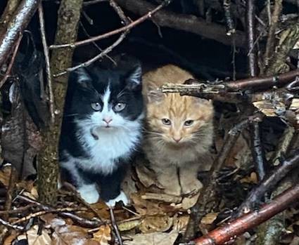 PILNE OGŁOSZENIE!!!. Gmina Igołomia-Wawrzeńczyce