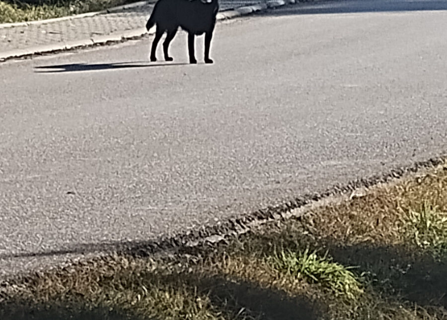 Błąkające się psy w miejscowości Zielona. Gmina Drwina