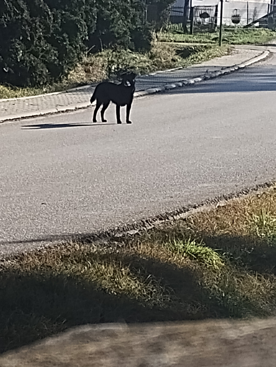 Błąkające się psy w miejscowości Zielona. Gmina Drwina