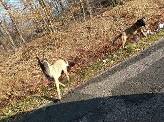 Pilnie poszukiwany właściciel psów. Gmina Drwina