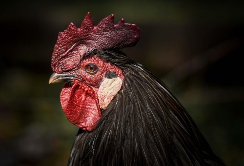 Rozporządzenie Wojewody Małopolskiego. Gmina Dębno