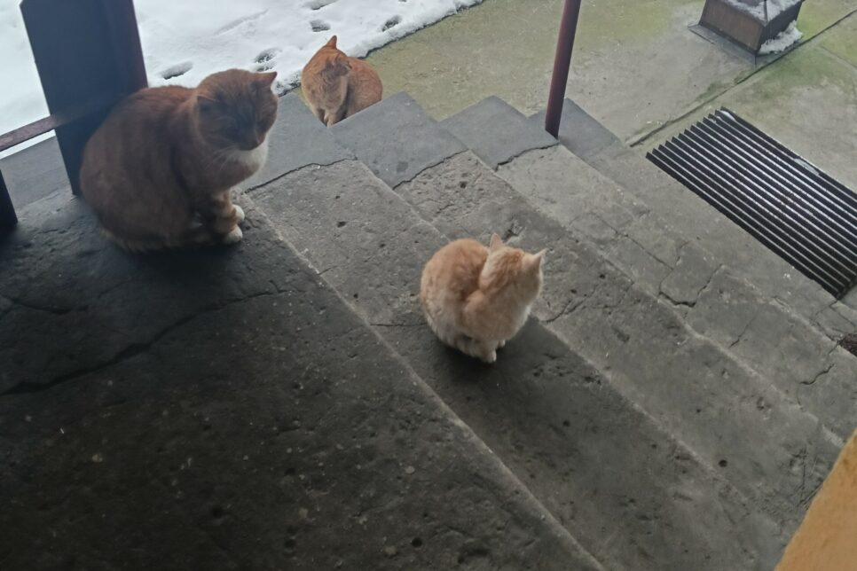 Szukamy nowych właścicieli. Gmina Kozłów