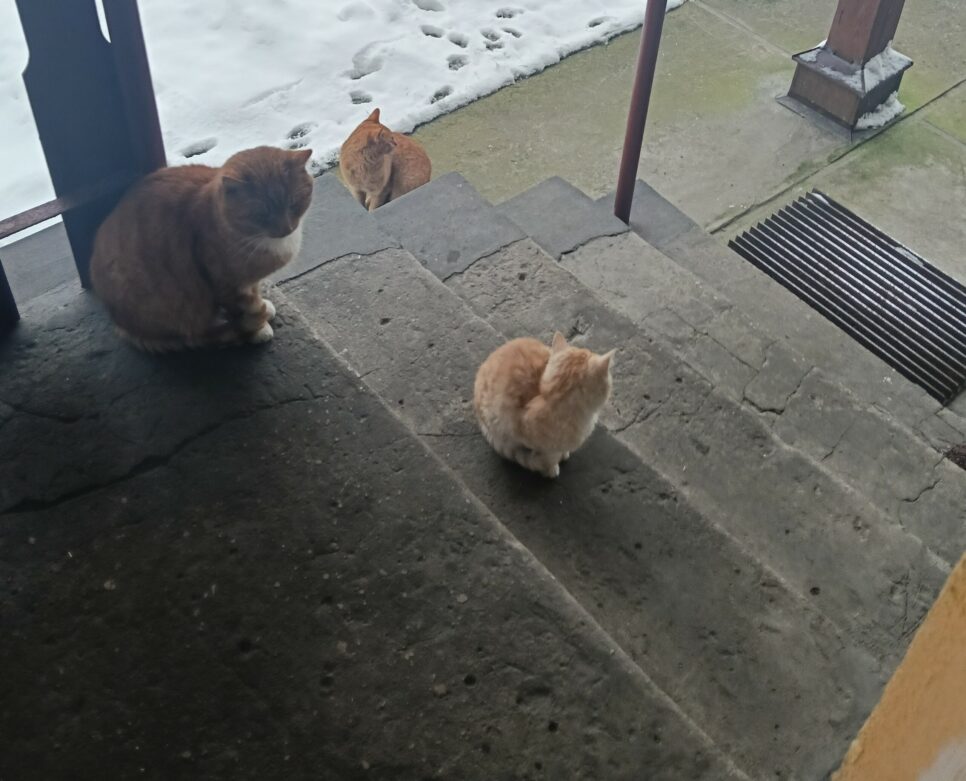 Szukamy nowych właścicieli. Gmina Kozłów