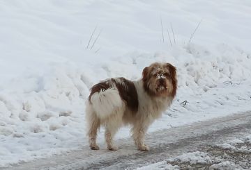 Poszukiwany właściciel psa. Gmina Łapanów
