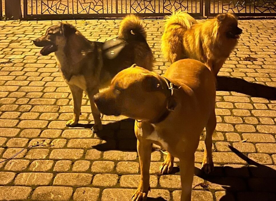 Agresywne psy w Rdzawce – interwencja Policji i finał sprawy. Nowy Targ