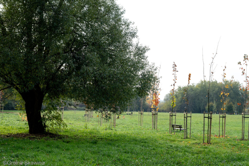 Jesienne nasadzenia na terenie gminy. Gmina Skawina