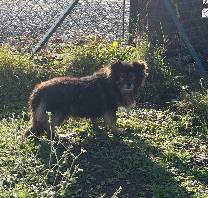 Błąkający pies w Mikluszowicach. Gmina Drwina