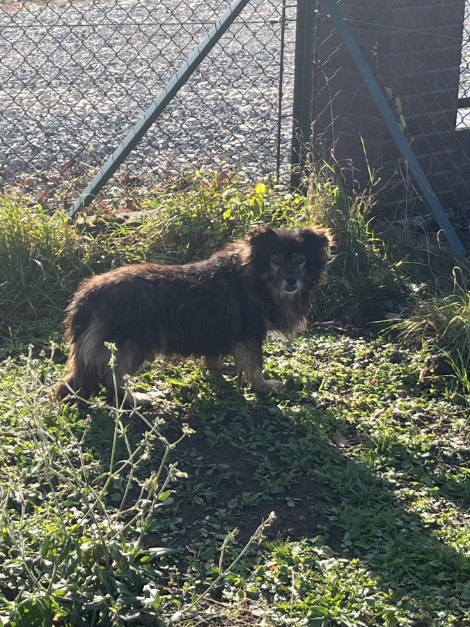 Błąkający pies w Mikluszowicach. Gmina Drwina
