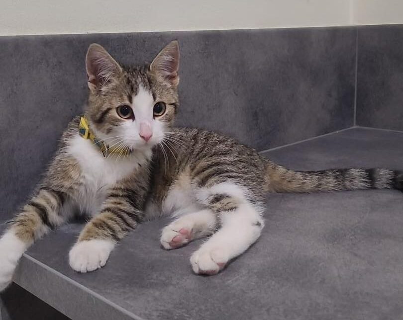 Znaleziono kota przy ul. Sienkiewicza. Gorlice