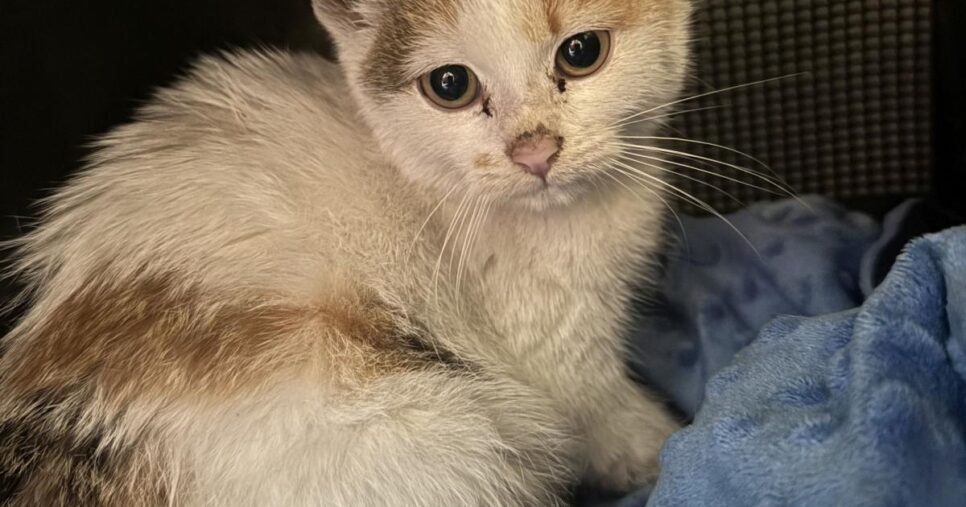 Znaleziono kota przy ul. Rydarowskiej. Gorlice