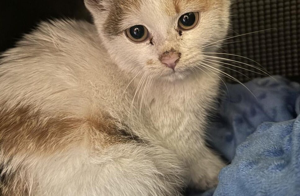 Znaleziono kota przy ul. Rydarowskiej. Gorlice