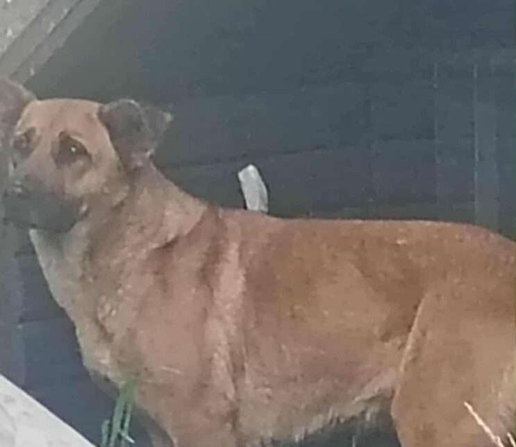 Pilnie poszukiwany właściciel!. Gmina Igołomia-Wawrzeńczyce